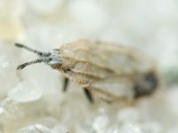 Tingis (Tingis) grisea