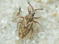 Tingis (Tropidocheila) maculata