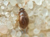Leiodidae