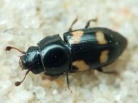 Glischrochilus (Librodor) quadrisignatus