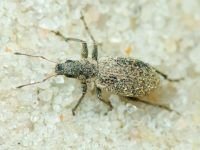 Curculionidae