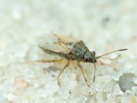 Nysius senecionis