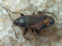 Megalonotus chiragra