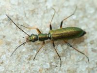 Chrysanthia geniculata