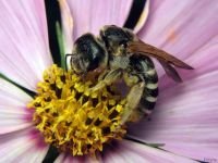 Hymenoptera
