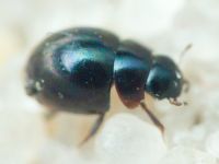 Leiodidae