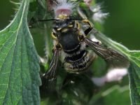Anthidium manicatum