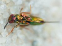 Torymus cupreus