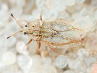 Elasmotropis testacea