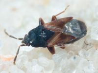 Tropistethus holosericus