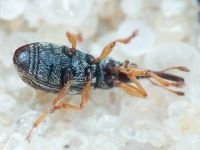 Taeniapion urticarium