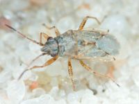 Nysius cymoides
