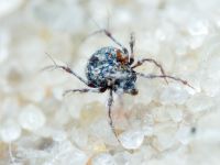 Arachnida