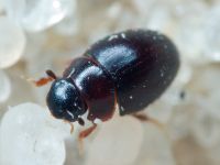 Coleoptera
