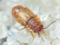 Coleoptera