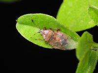 Kleidocerys resedae