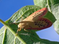 Miltochrista miniata