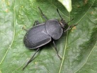 Silpha obscura