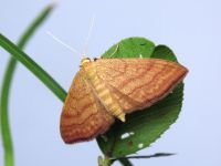 Idaea ochrata