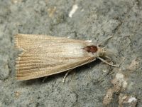 Crambidae