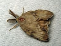 Lymantria dispar