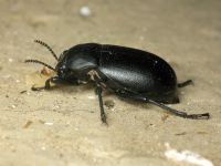 Blaps lethifera