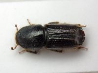 Ips sexdentatus