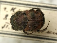 Onthophagus coenobita