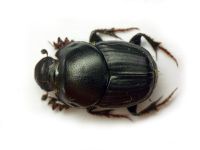 Scarabaeidae