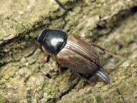 Aphodius
