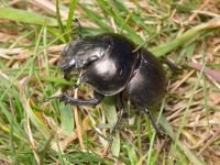Lethrus apterus