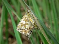 Pyrgus malvae