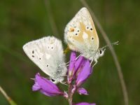 Plebejus pyrenaica ergane