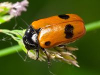 Clytra quadripunctata