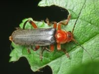 Cantharis livida