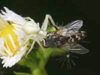 Misumena vatia