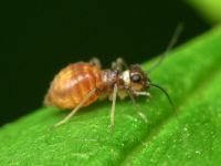 Psocoptera