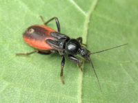 Peirates hybridus