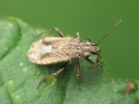 Ortholomus punctipennis