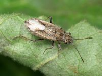 Ortholomus punctipennis
