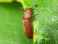 Antherophagus silaceus