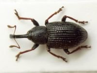 Notaris acridula montanus