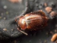 Anthobium atrocephalum