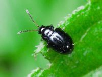Hermaeophaga mercurialis