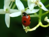 Adalia bipunctata