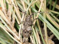 Mesosa nebulosa