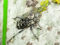 Xylotrechus rusticus