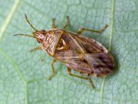 Chilacis typhae