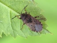 Platyplax salviae