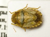 Sciocoris deltocephalus